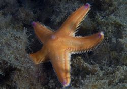 Sand star.
Muck dive off Isle of Lewis.
D200, 60mm. by Mark Thomas 